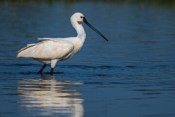 Les Spatules blanches (Platalea leucorodia - Eurasian Spoonbill) à la pêche © Alonbou