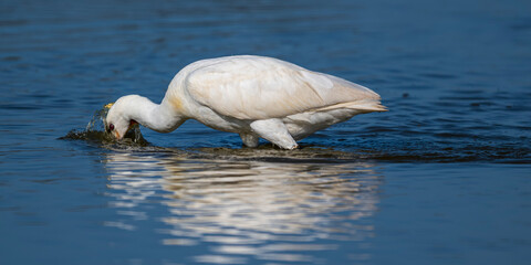 Les Spatules blanches (Platalea leucorodia - Eurasian Spoonbill) à la pêche