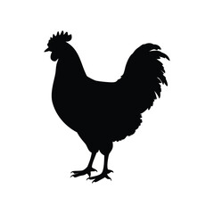 Dramatic silhouette of a rooster showcasing poultry farming and livestock imagery, chicken silhouette vector illustration