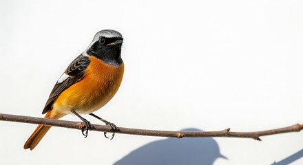 Vibrant Redstart Perched on Branch Against White Background.