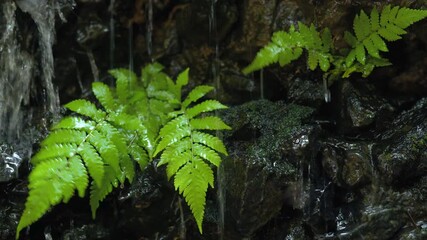 fresh green leaves with water drops over the water , relaxation with water ripple drops concept , filmed on cinema slow motion camera  - Powered by Adobe
