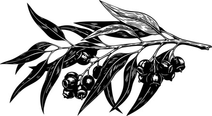 Elegant eucalyptus branch illustration with detailed leaves and berries, perfect for botanical designs and natural product branding © Vectors Studio