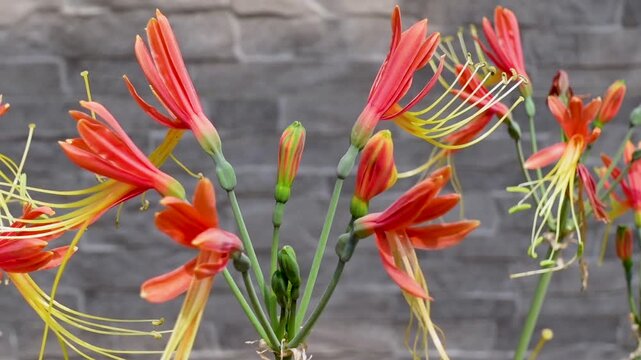 Peruvian lily, Scientific name: Eucrosia bicolor are blossoming on the garden.