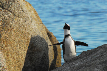 birds-africa-cliose-up-endangered-jackass-penguin-standing-climbing-steep-boulder