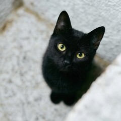 Black Cat with Bright Green Eyes Looking Upwards in Soft Lighting