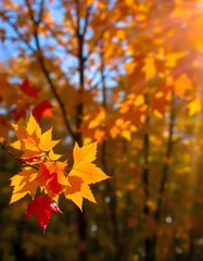 Fototapeta premium Autumn leaves in the park