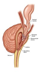 Anatomy of the Male Reproductive System - Prostate, Seminal Vesicles, and Rectum.