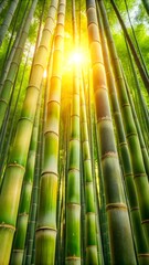 Fototapeta premium Looking up through a dense forest of tall, green bamboo stalks as the bright sun shines through the canopy, creating a serene and natural atmosphere of growth and tranquility