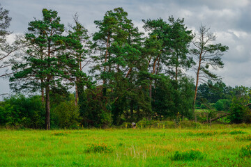 Fototapeta premium Tall majestic pine trees with orange bark standing at the edge of a bright green flowering meadow under a stormy overcast sky in late summer showing textures of needles and wild grass.