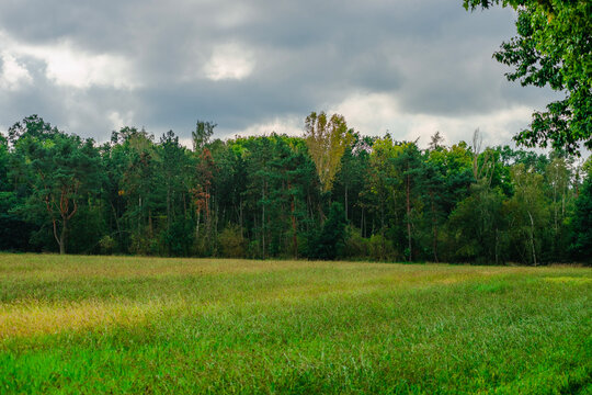 A wide panoramic view of a dense mixed forest with pine and birch trees behind a sprawling green meadow under a heavy cloudy sky in early autumn with hints of yellow in the foliage.