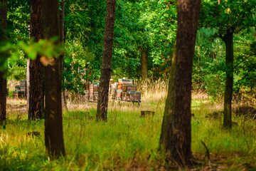 Wooden beehives standing in a sun-drenched forest glade with golden dry grass and lush green trees during a bright late summer afternoon © Aleksandr Riabinin