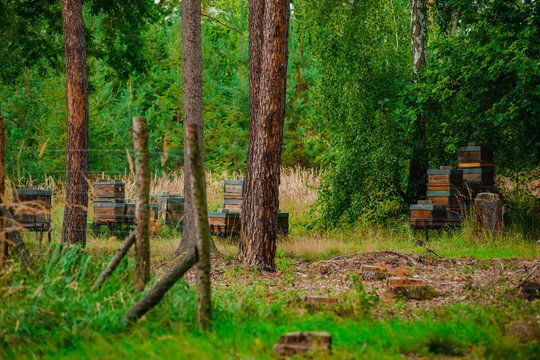 Close-up of wooden beehives in a forest apiary surrounded by tall pine trees and summer greenery with soft shadows on the ground