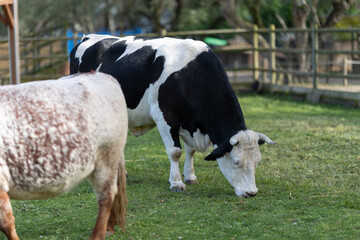 Dairy cow grazing on fresh green pasture