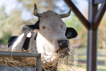 Livestock eating hay in farm shelter