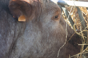 Brown cow eating hay from feeder on farm
