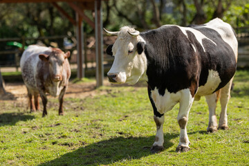 Black and white cow standing in sunny pasture
