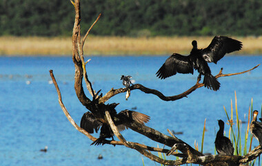 birds-africa-close-up-wild-pied-kingfisher-having-a-fish-stolen-cormorant