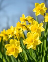 Obraz premium Yellow flowers in the field