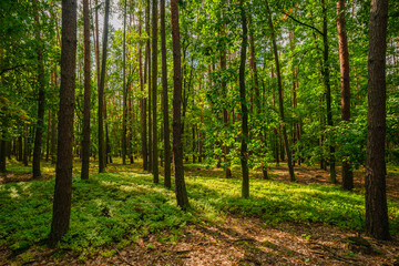 Fototapeta premium Atmospheric forest landscape with long shadows from tall trees falling across a carpet of green moss and forest plants during a bright summer morning with sun rays breaking through the canopy.