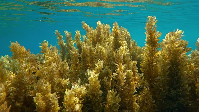 Close-up of Sargassum brown seaweed on shallows against blue water in sunlight, backlit by sun with sun glare on lens. Underwater landscape of reef cowered with Sargassum algae under sunshine