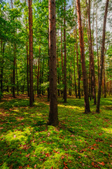Fototapeta premium Lush green forest floor covered in soft moss and fallen autumn leaves under the canopy of pine trees with warm afternoon sunlight creating a peaceful and serene natural landscape.