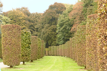 Lush green garden pathway lined with meticulously trimmed hedges, creating a serene and inviting atmosphere for leisurely strolls and nature appreciation in a tranquil outdoor setting