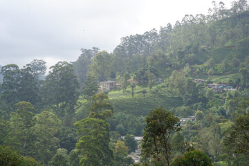 View of tea estate from The Watefall Villa in Sri Lanka.