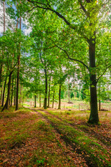 Obraz premium Sun-drenched forest path with a majestic oak tree in the foreground and a view of a bright green field behind the trees on a clear summer day with vibrant natural colors.