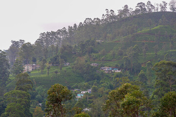 View of the tea estate from The Watefall Villas in Sri Lanka.