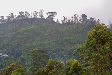 View of the tea estate from The Watefall Villas in Sri Lanka.