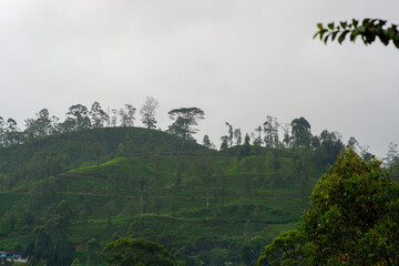 View of the tea estate from The Watefall Villas in Sri Lanka.