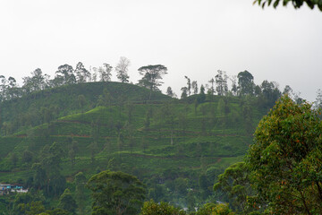 View of the tea estate from The Watefall Villas in Sri Lanka.