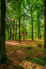 A wooden hunting high stand positioned in a sunlit forest glade surrounded by tall green trees and a ground covered in brown dry leaves and fresh moss during late summer. © Aleksandr Riabinin