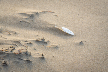 Wind makes structures in the sand at the North Sea, natural art on the sandy beach, a storm over the beach forms sand, a beautiful pattern
