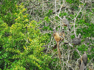 birds-africa-group-wild-small-gray-cute-fluffy-mousebird-perched-feeding-seeds