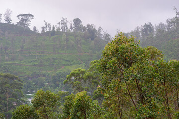 View of the tea estate from The Watefall Villas in Sri Lanka.