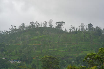 View of the tea estate from The Watefall Villas in Sri Lanka.