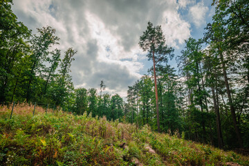 Picturesque view of a woodland edge where tall coniferous trees meet a grassy slope under a dynamic sky with white clouds and soft sunlight illuminating the green forest thicket in summer. © Aleksandr Riabinin