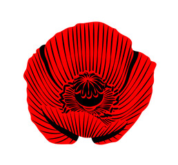 poppy (Papaver) flower isolated on white background
