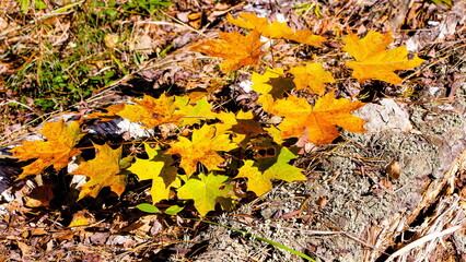 fallen autumn leaves