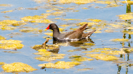 duck in the pond