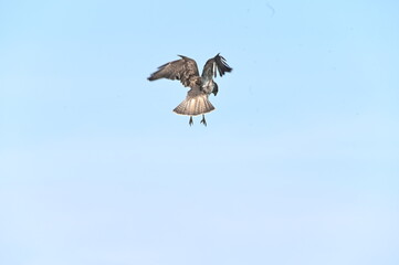 eagle in flight
