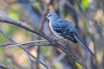 Northern mockingbird perched in a tree.