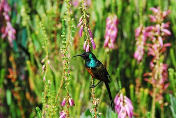 birds-africa-close-up-tiny-wild-colorful-sunbird-perched-flowers