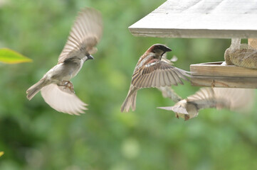 Birds at a feeder