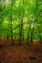 Fototapeta premium A group of slender trees stands on a gentle forest slope covered in dry foliage. A touch of green moss on a stump adds detail to the foreground of this lush green and brown woodland scene.