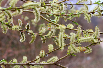 Purple willow (Salix purpurea) grows in nature