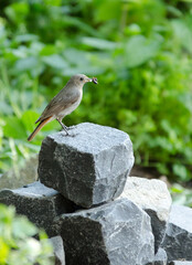 a small bird on a rock