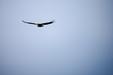 Griffon Vulture or Gyps fulvus in flight.