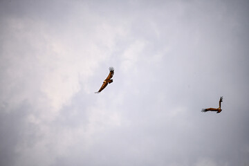 Pair of Griffon Vultures or Gyps fulvus in flight.